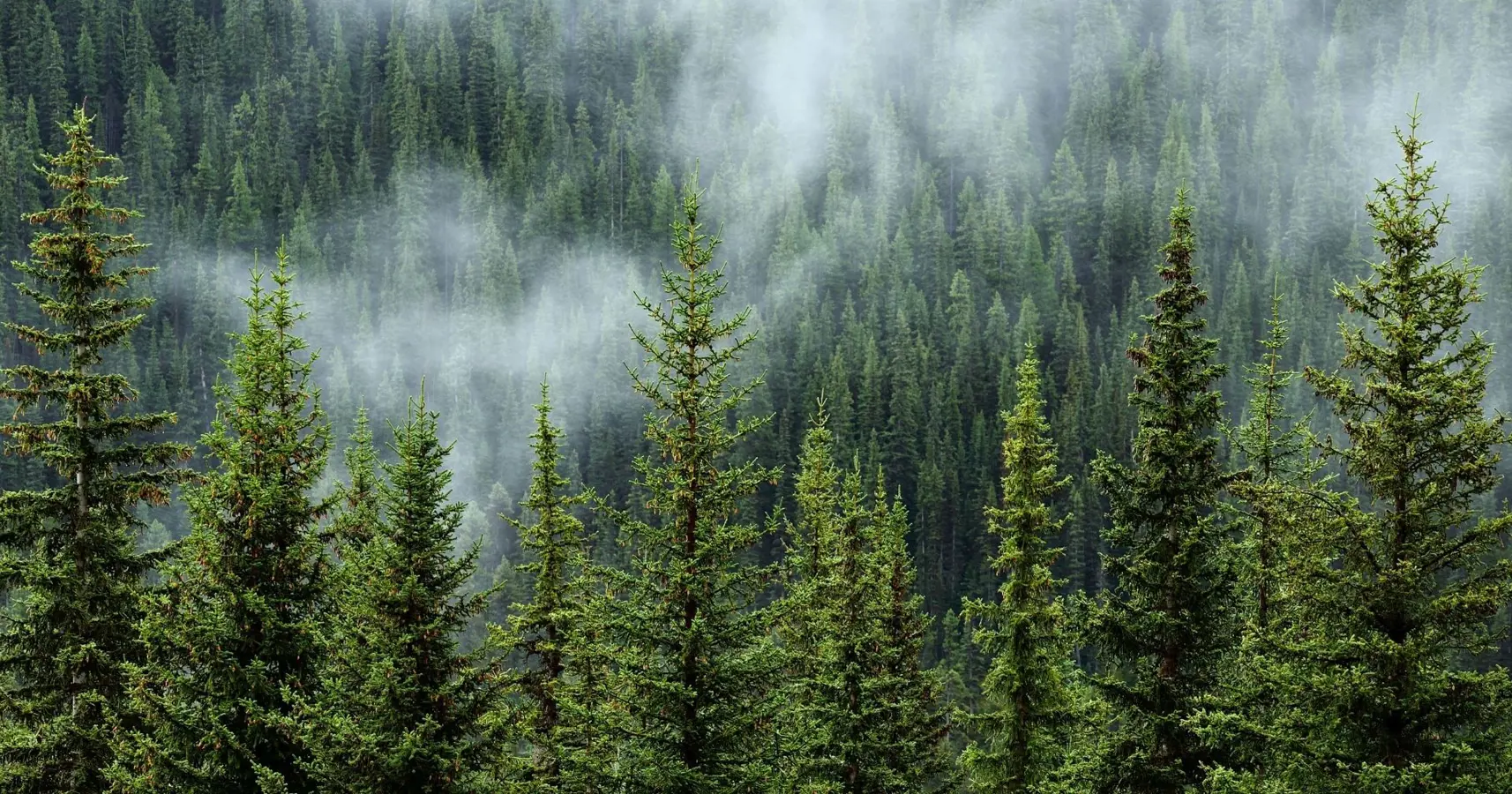 Inspirationsträff för småföretagare med koppling till skog