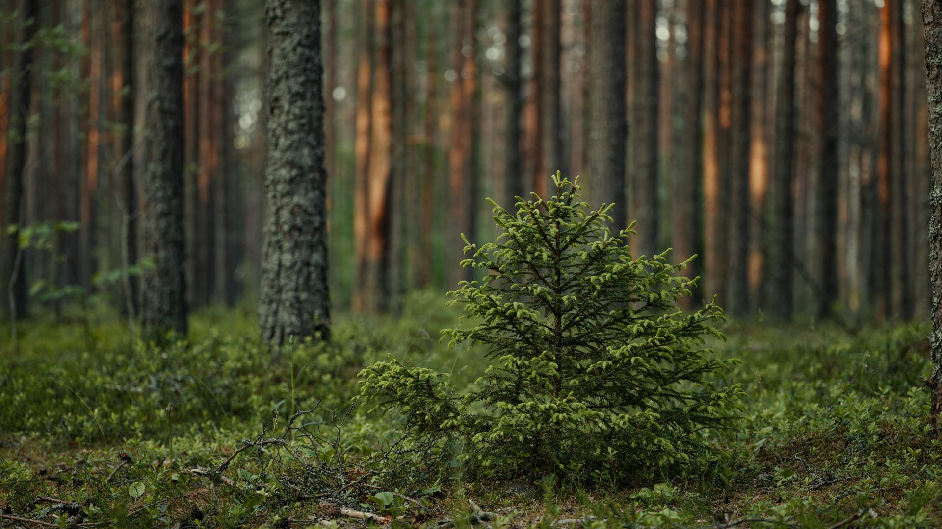 Framtidens skogsbruk
