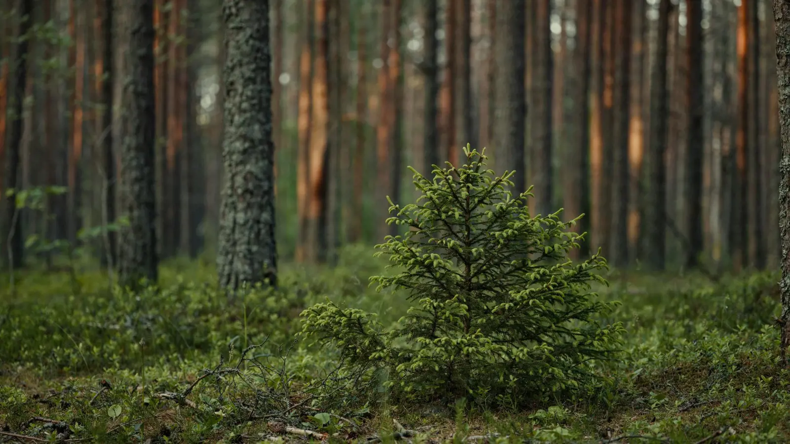 Framtidens skogsbruk